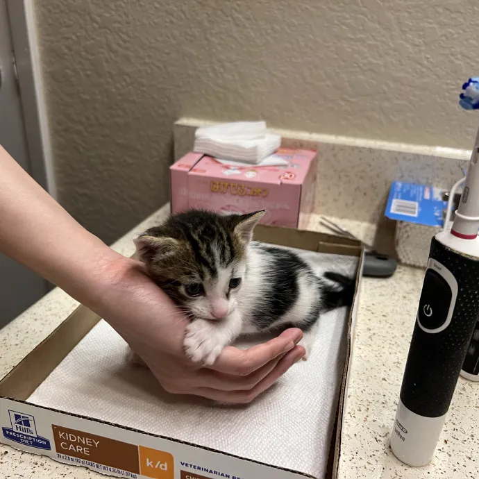 Loving Reliable Pet Care photo 2