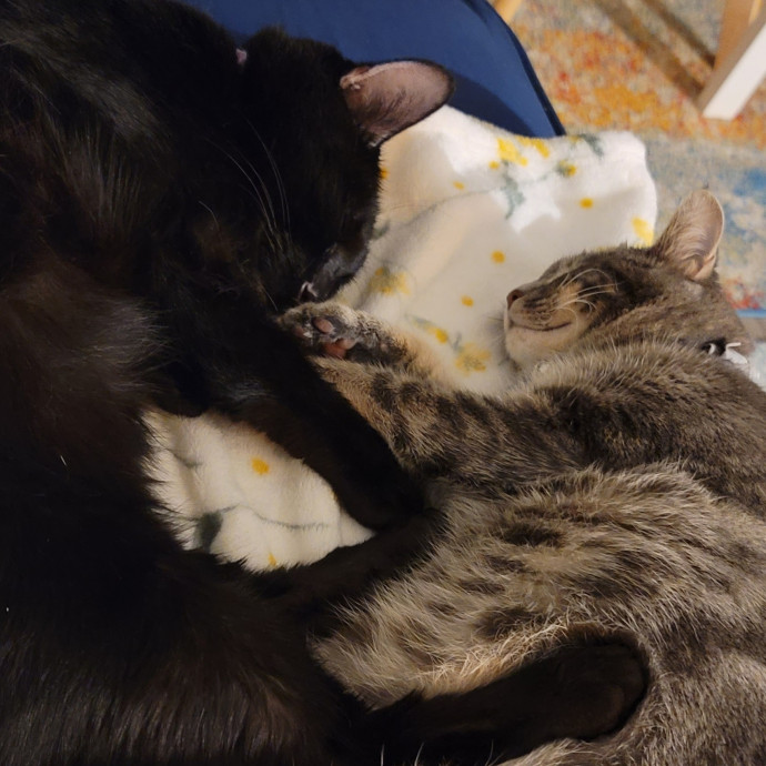 Navoda's Kitty Care