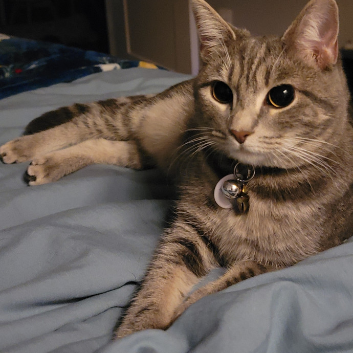 Navoda's Kitty Care