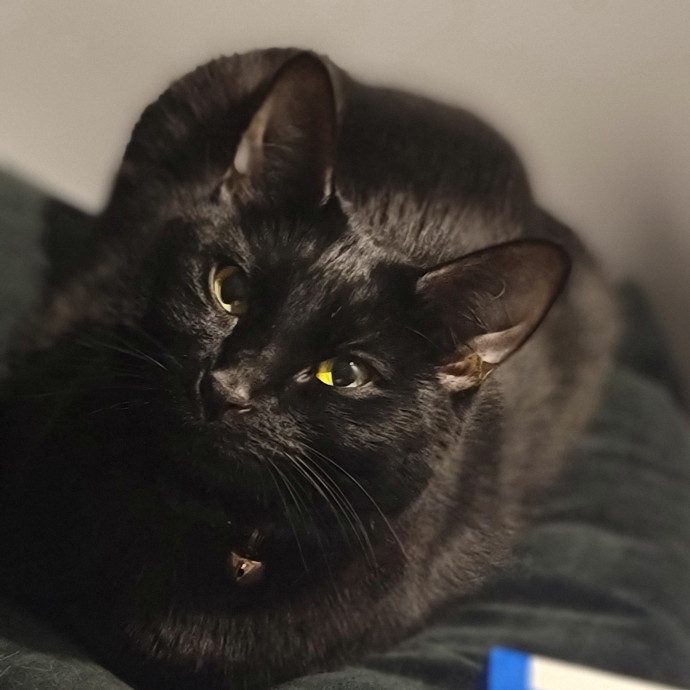 Navoda's Kitty Care