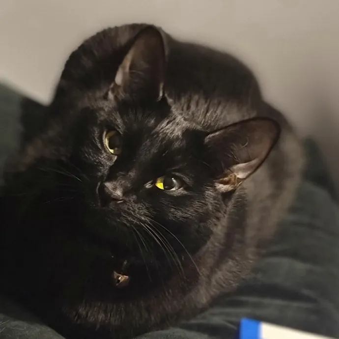 Navoda's Kitty Care