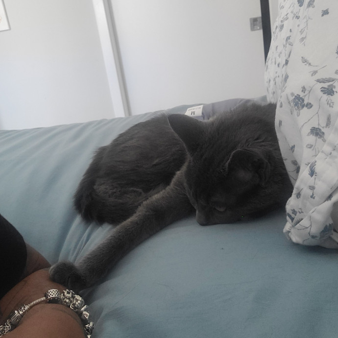 Navoda's Kitty Care