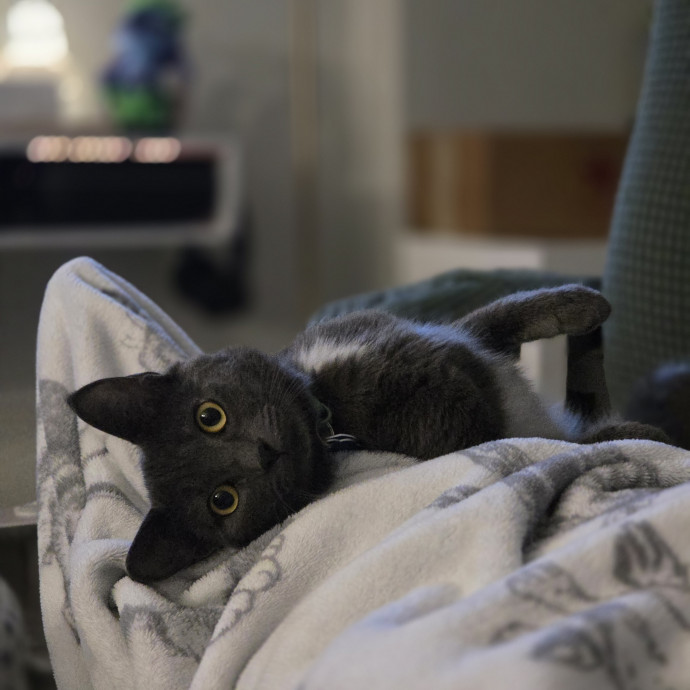 Navoda's Kitty Care photo 2