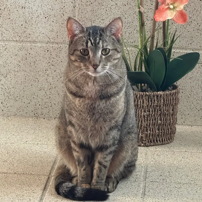 Olivia's Cat Sitting Service