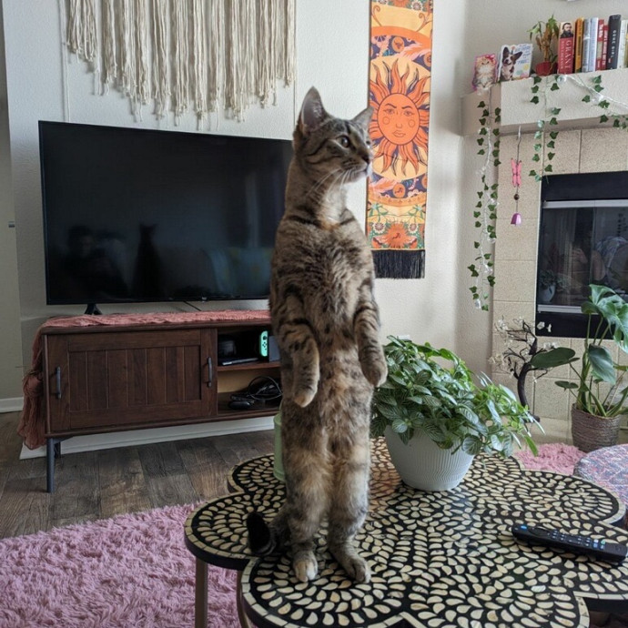Olivia's Cat Sitting Service
