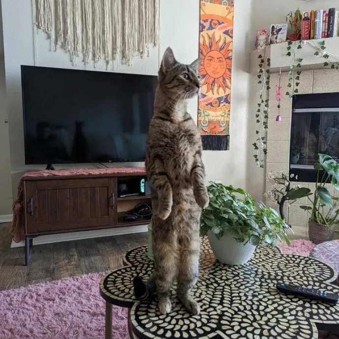 Olivia's Cat Sitting Service