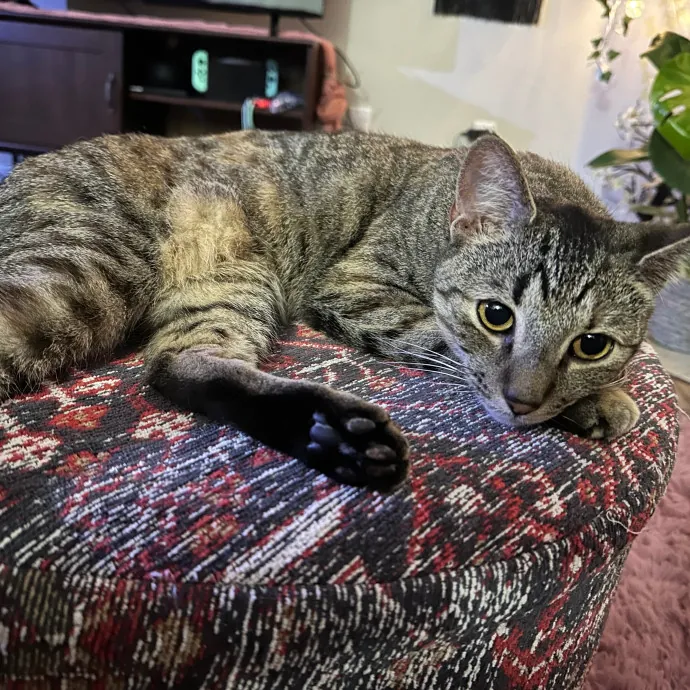 Olivia's Cat Sitting Service