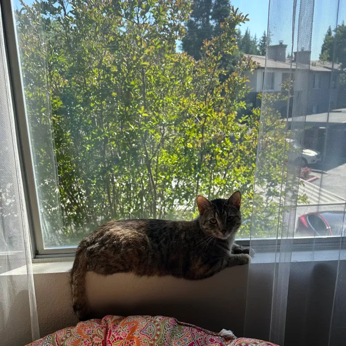 Olivia's Cat Sitting Service