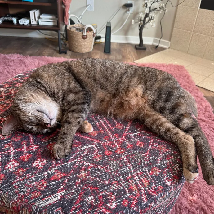 Olivia's Cat Sitting Service