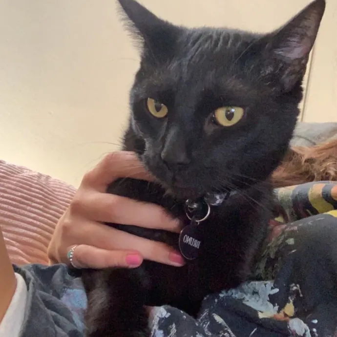 Olivia's Cat Sitting Service