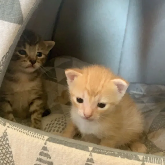 Olivia's Cat Sitting Service