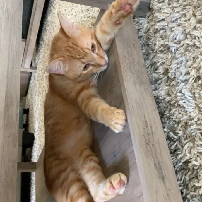 Olivia's Cat Sitting Service