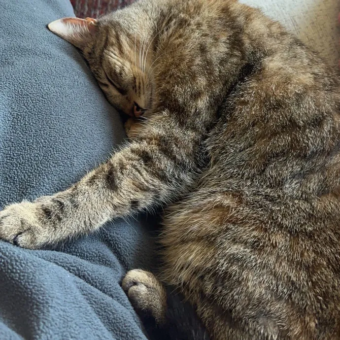 Olivia's Cat Sitting Service