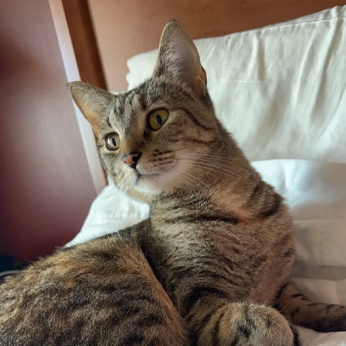 Olivia's Cat Sitting Service