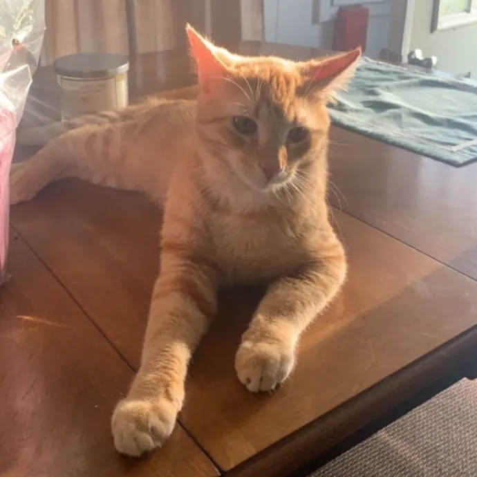 Olivia's Cat Sitting Service