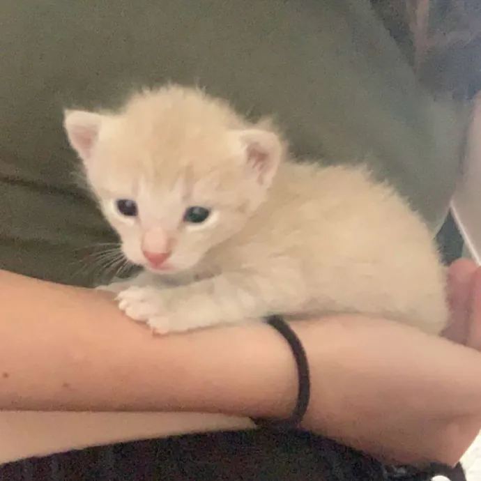 Olivia's Cat Sitting Service photo 4