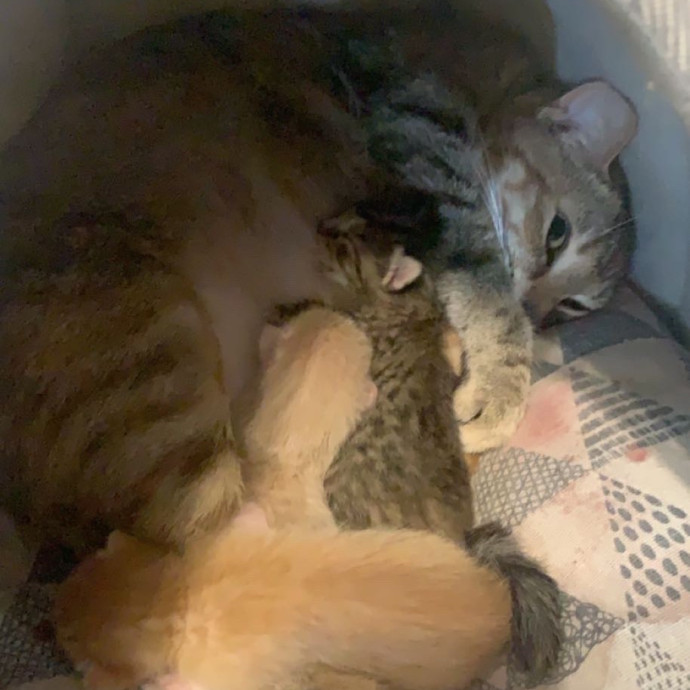 Olivia's Cat Sitting Service photo 3