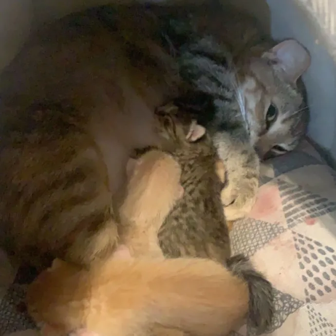 Olivia's Cat Sitting Service photo 3