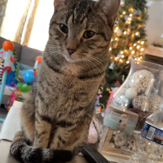 Olivia's Cat Sitting Service photo 2