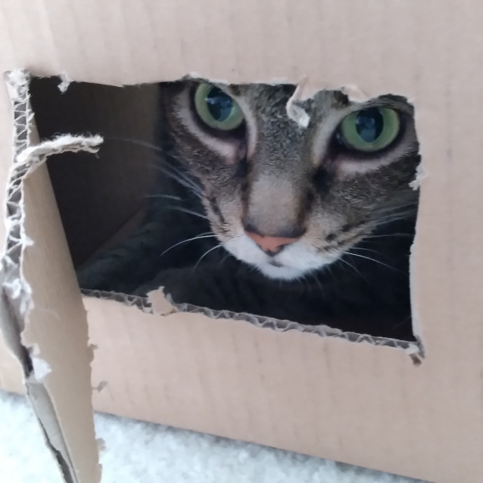 Jen's Kitty Care