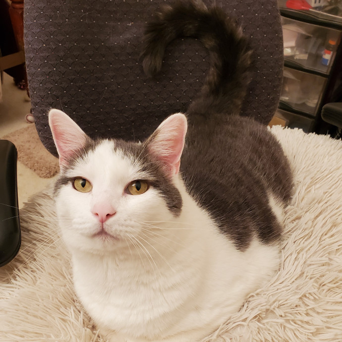 Jen's Kitty Care