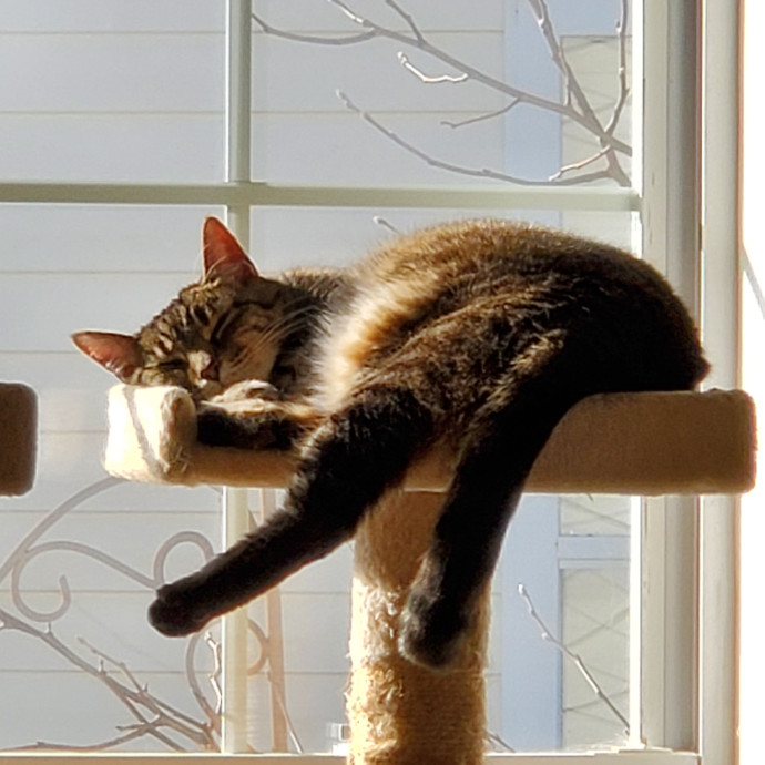 Jen's Kitty Care