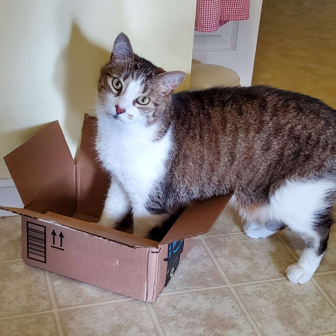 Jen's Kitty Care