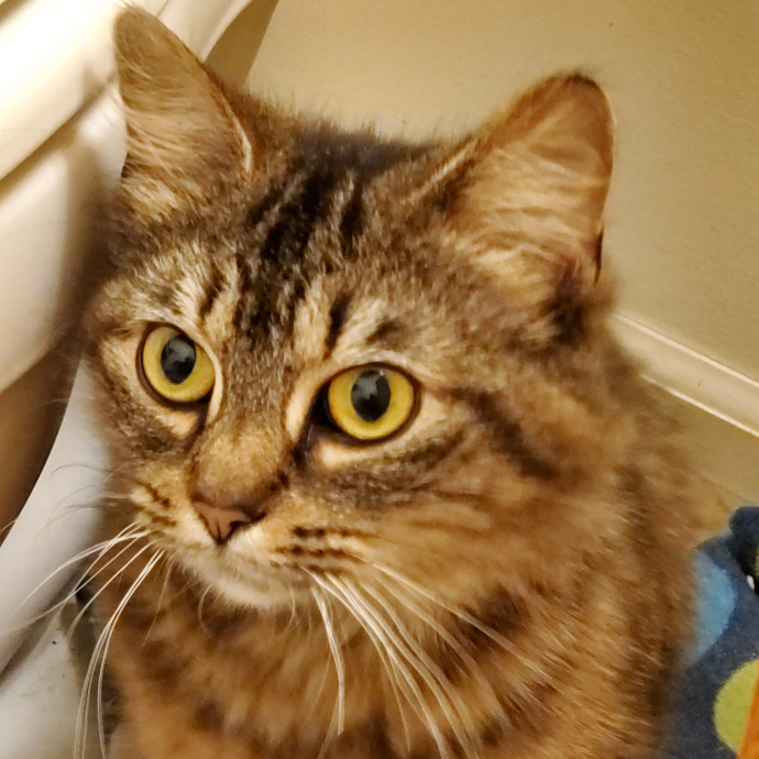 Jen's Kitty Care