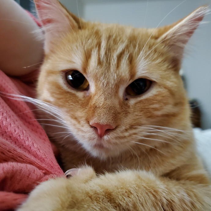 Jen's Kitty Care