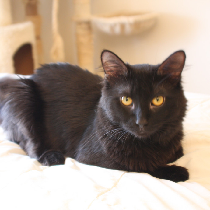 Jen's Kitty Care photo 3