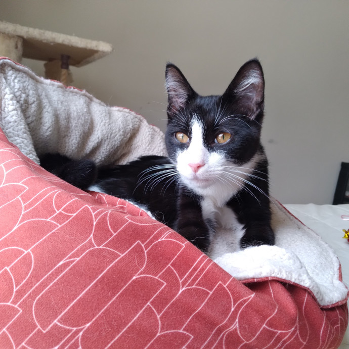 Jen's Kitty Care photo 2