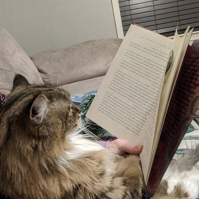 The Cat Nanny