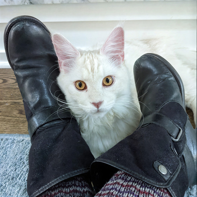 The Cat Nanny
