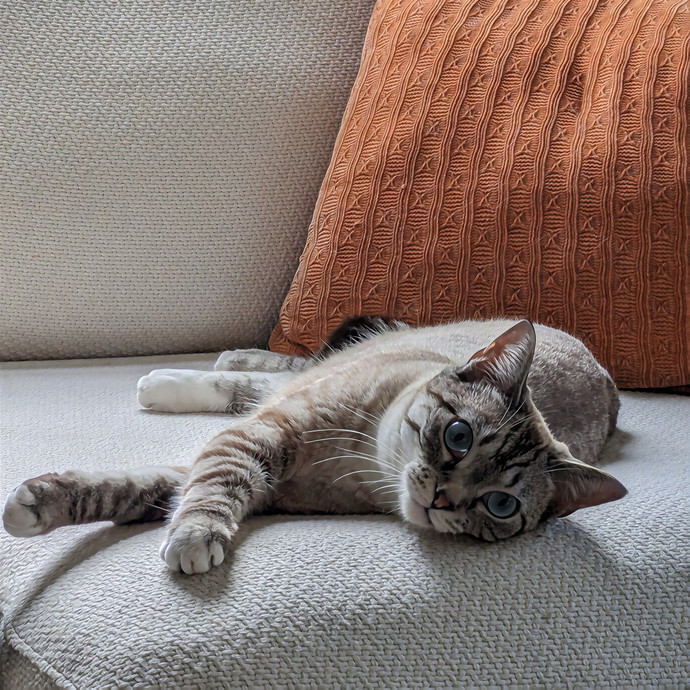 The Cat Nanny