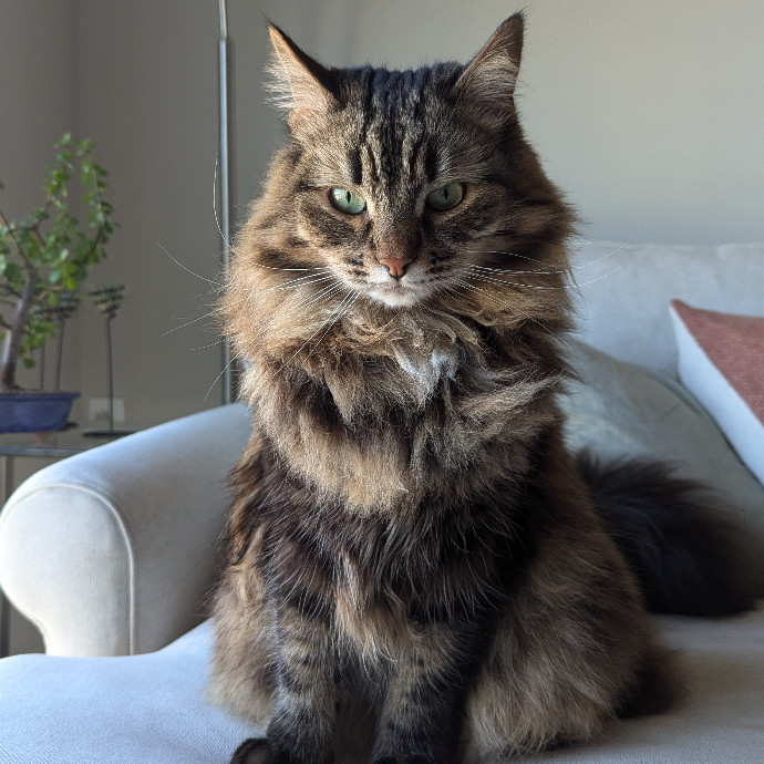 The Cat Nanny photo 3