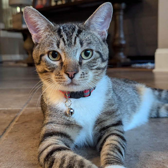 The Cat Nanny photo 2