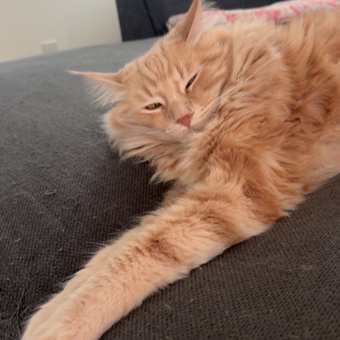 Purrfect Care For Your Kitty