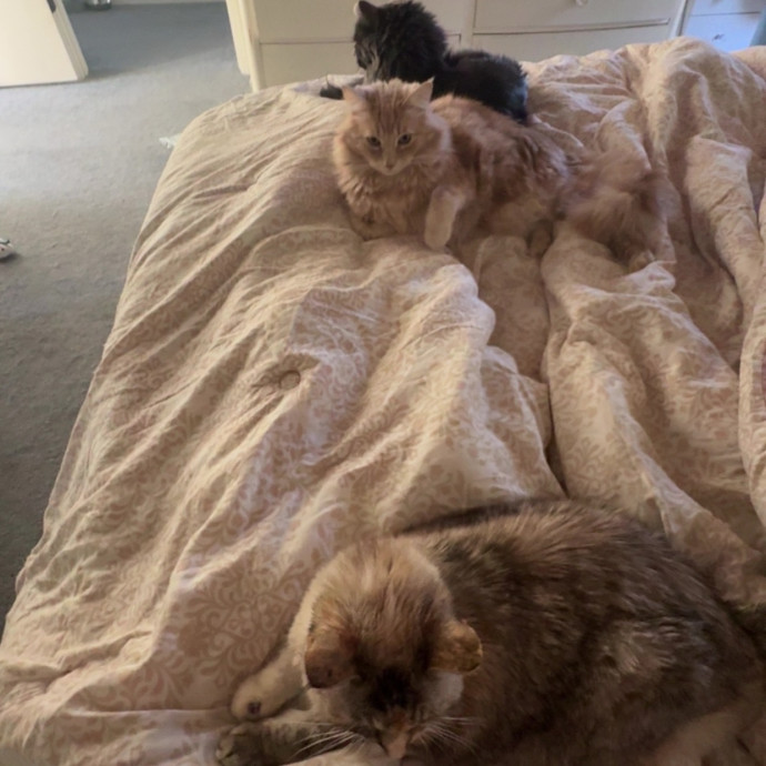 Purrfect Care For Your Kitty