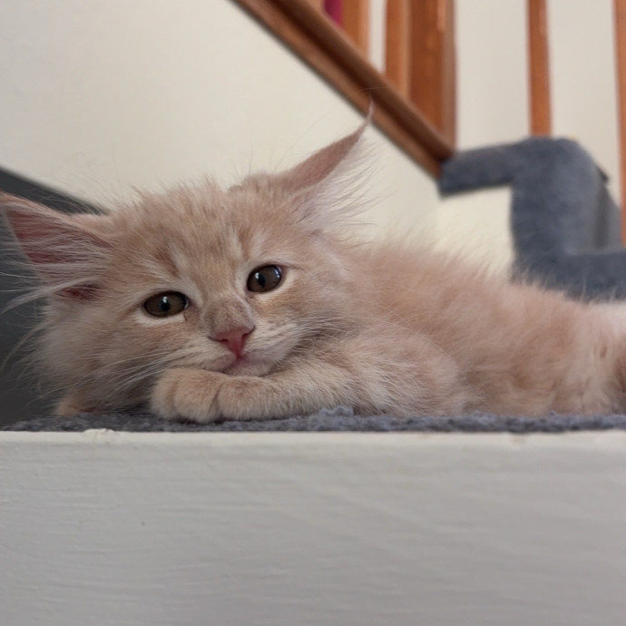 Purrfect Care For Your Kitty