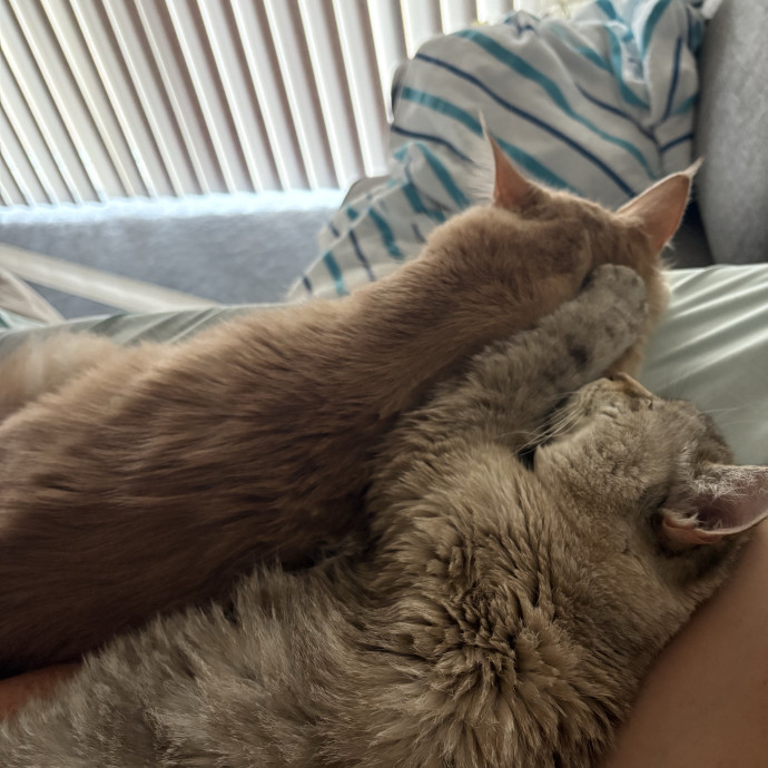 Purrfect Care For Your Kitty photo 3