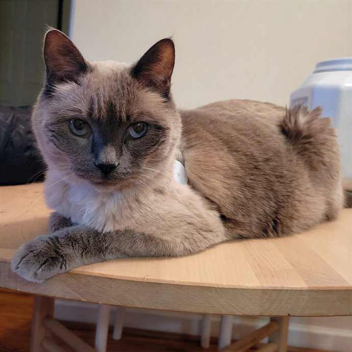 Caring Cat Concierge In Springfield