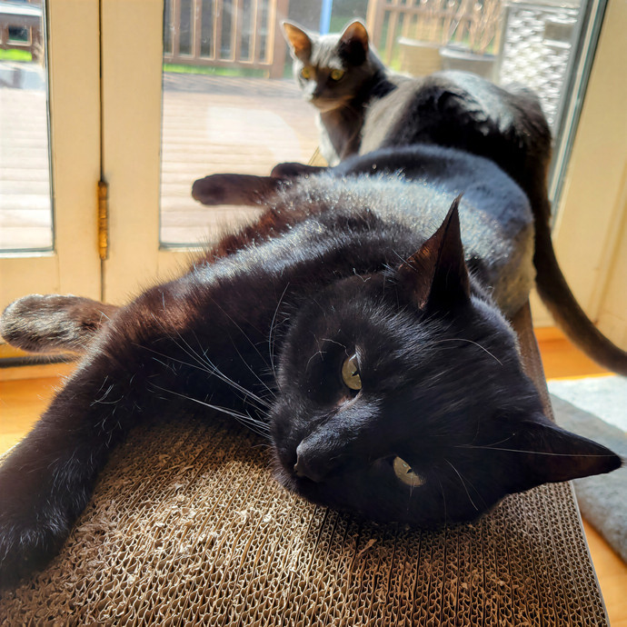 Caring Cat Concierge In Springfield