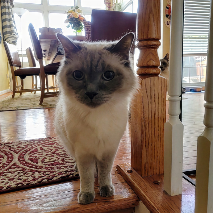 Caring Cat Concierge In Springfield