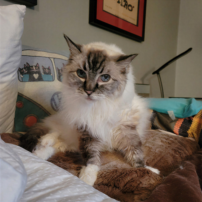 Caring Cat Concierge In Springfield