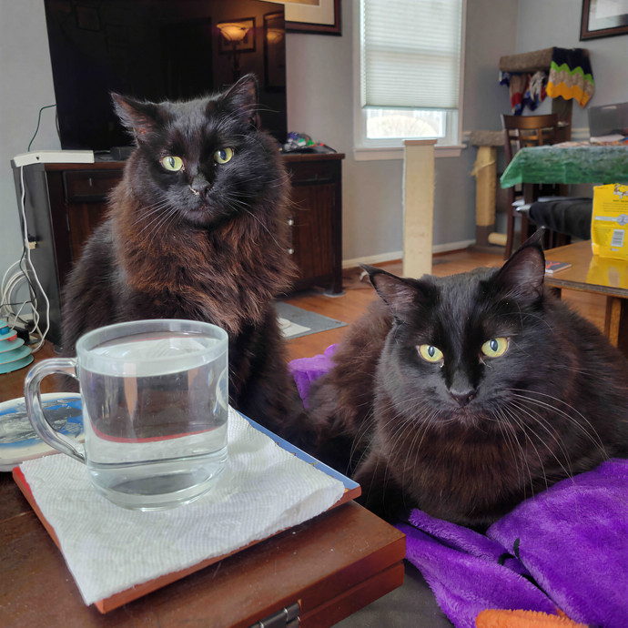 Caring Cat Concierge In Springfield