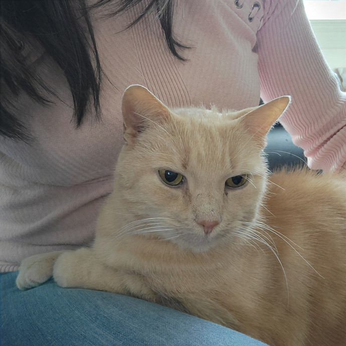 Caring Cat Concierge In Springfield
