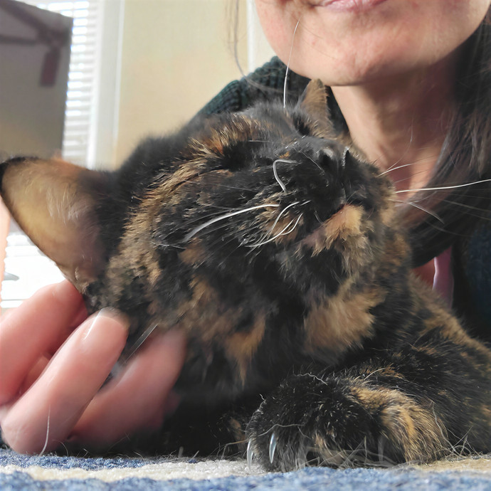 Caring Cat Concierge In Springfield