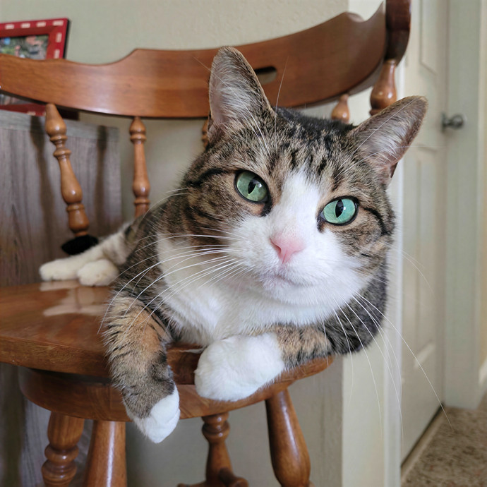 Caring Cat Concierge In Springfield