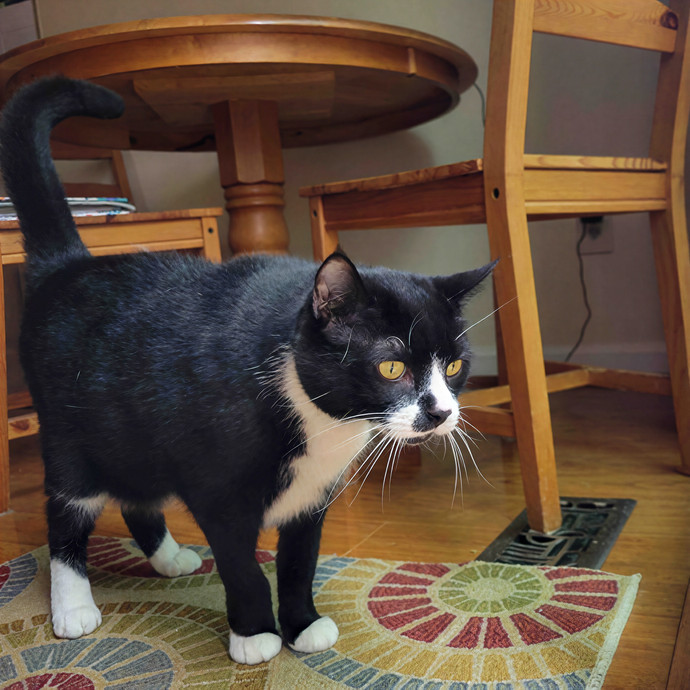 Caring Cat Concierge In Springfield