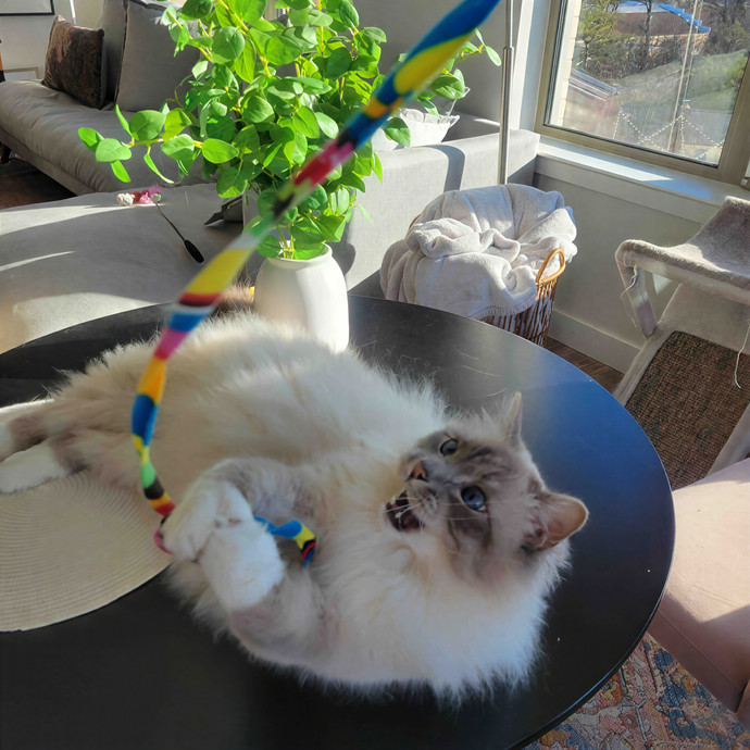 Caring Cat Concierge In Springfield